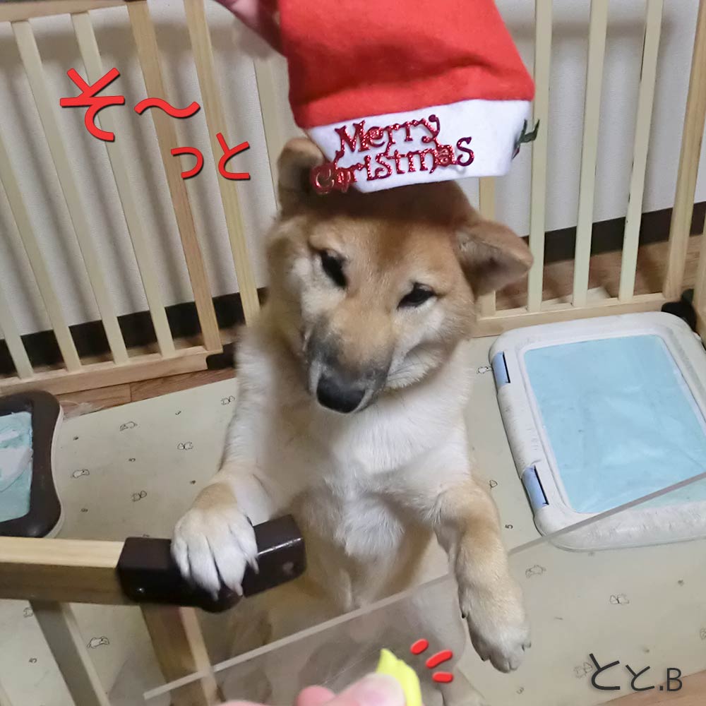 クリスマス かわいい柴犬がサンタ帽子を被る画像
