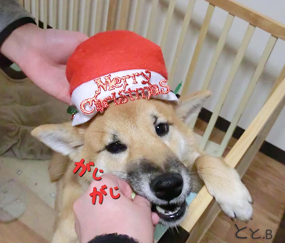 クリスマス かわいい柴犬がサンタ帽子を被る画像
