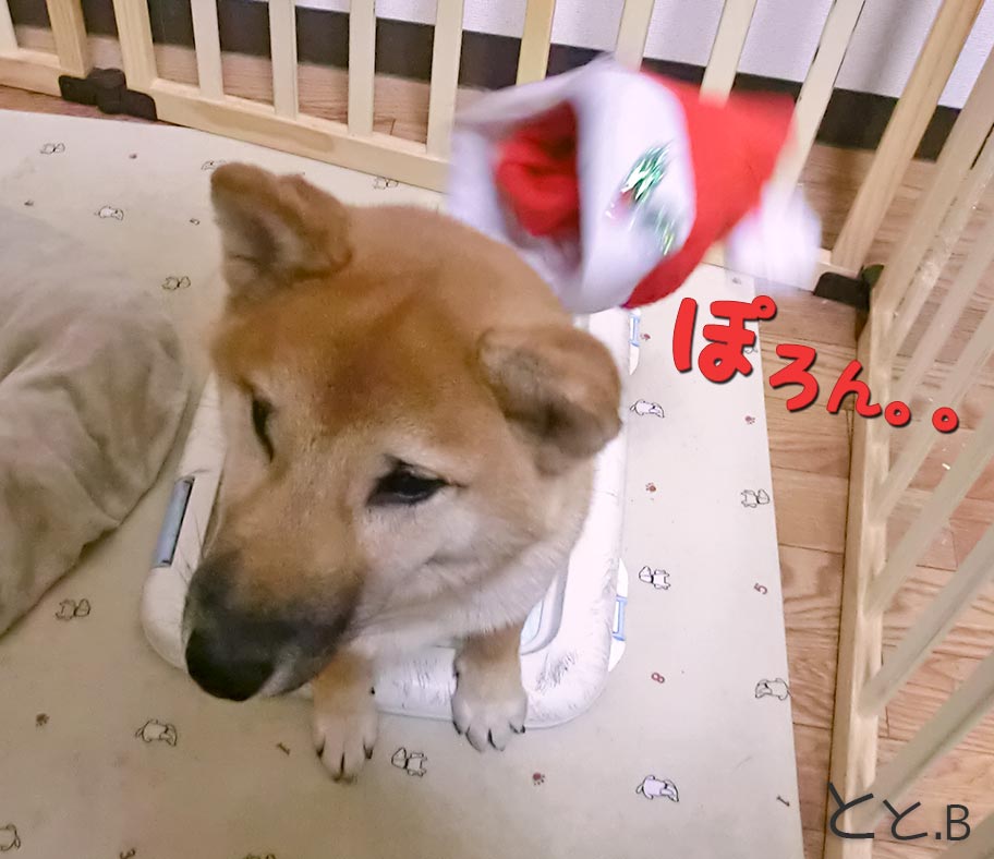 クリスマス かわいい柴犬の画像