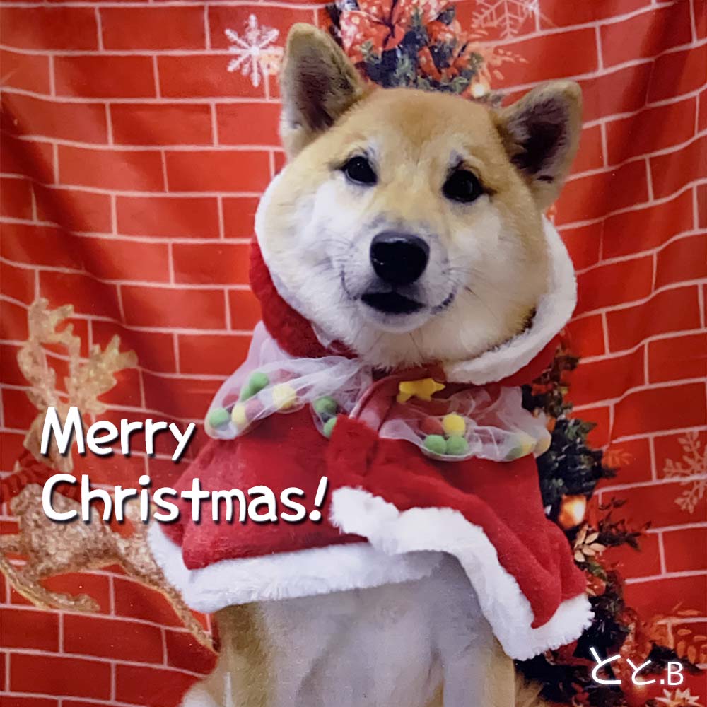 柴犬にクリスマスコスプレ】柴犬サンタ服を着せて撮影♪ - ととブロ 