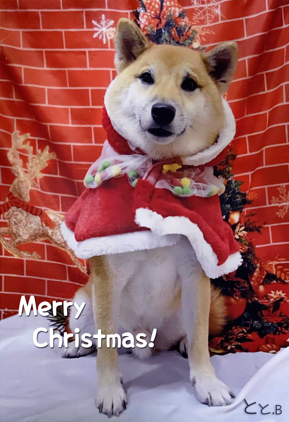 クリスマスにかわいい柴犬がサンタ服を着た画像(全身バージョン)