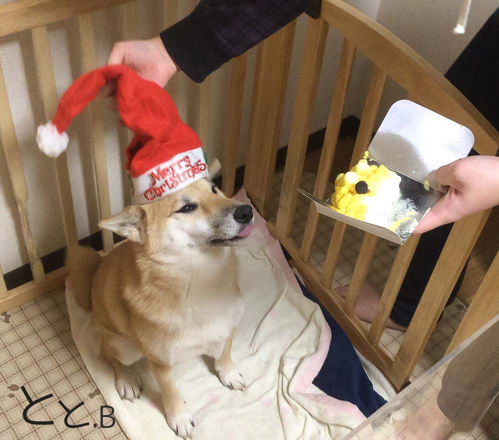 クリスマスにかわいい柴犬がサンタ帽子を被る画像
