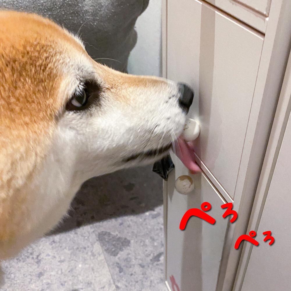 取っ手をペロペロ舐める柴犬